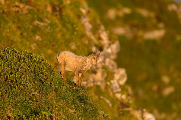 Bebê alpino ibex capricórnio de pé olhando para baixo em montanhas — Fotografia de Stock
