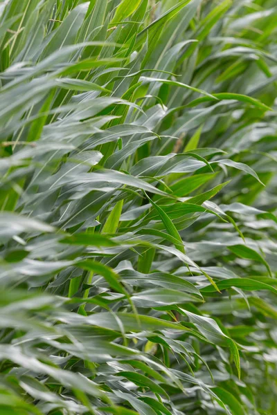 Visão detalhada plantas de milho doce folhas — Fotografia de Stock