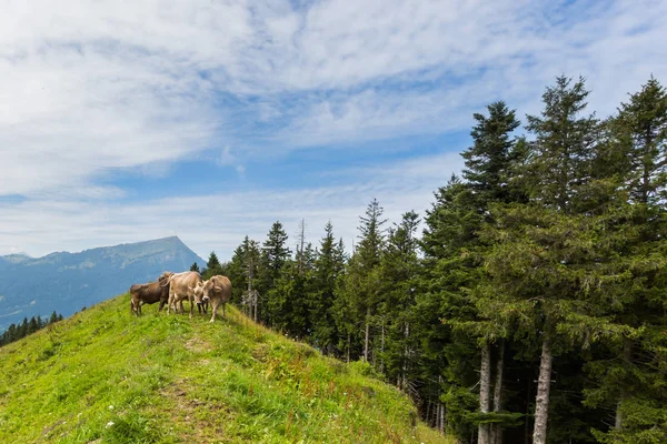 Três vacas leiteiras no prado Suíça com monte Rigi e árvores — Fotografia de Stock