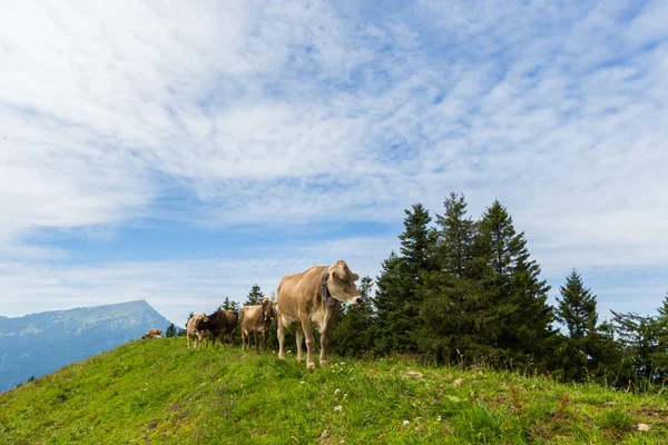 Quatro vacas leiteiras no prado Suíça com monte Rigi e árvores — Fotografia de Stock