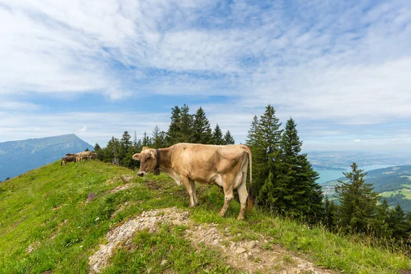 Vaca leiteira no prado suíço com monte Rigi, lago Zug — Fotografia de Stock