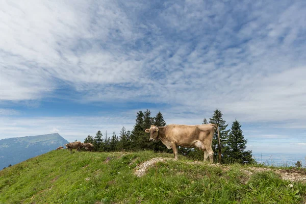 Vaca leiteira em campo de prado suíça com montagem Rigi — Fotografia de Stock