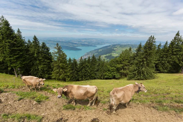 Três vacas leiteiras em campo de prados na Suíça com lago Zug — Fotografia de Stock