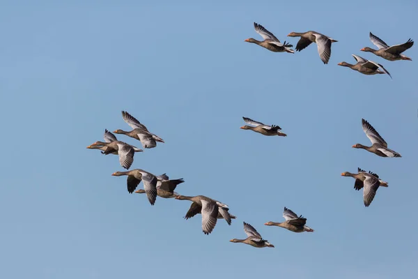Groupe de plusieurs oies grises (anser anser) volant dans le ciel bleu — Photo