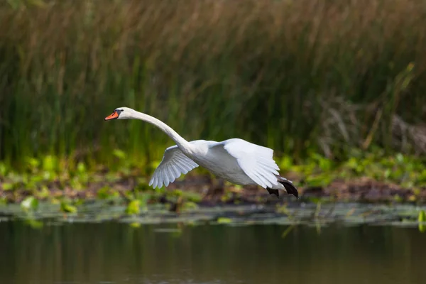 Pássaro cisne mudo (cygnus olor) voando sobre a água, asas abertas — Fotografia de Stock