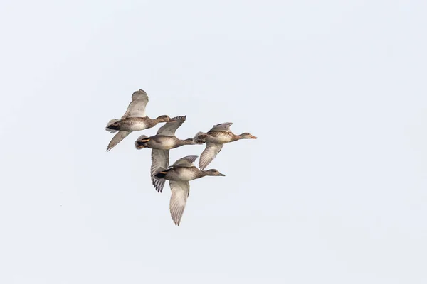 dört gadwall ördekler (anas strepera) kanatları ile uçan