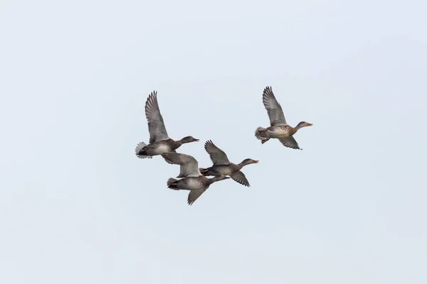 Four gadwall ducks (anas strepera) in flight, spread wings — Stock Photo, Image