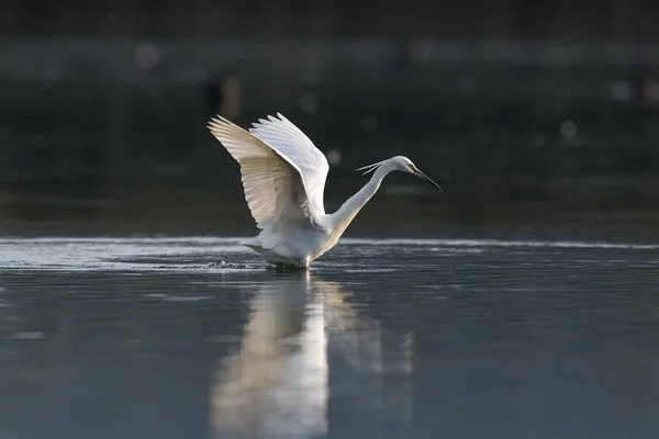 Pequeña garza (egretta garzetta) cazando en agua oscura — Foto de Stock