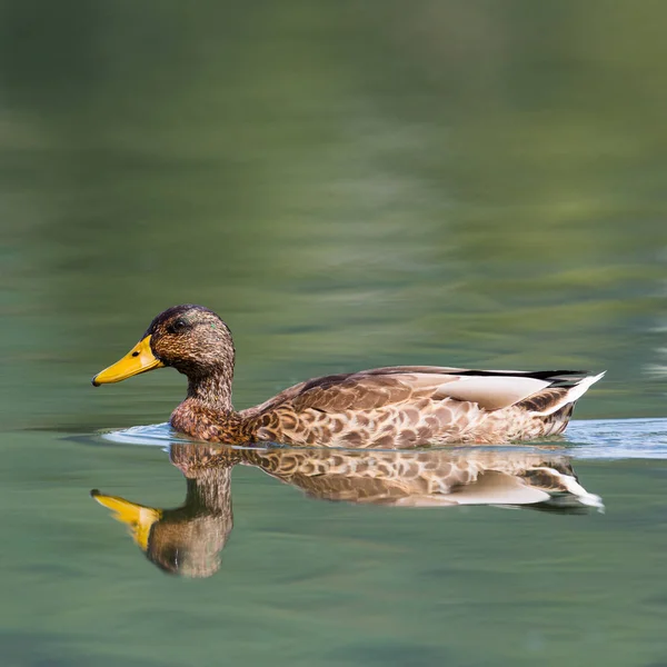 Pato-reais (anas platyrhynchos) espelhado na água — Fotografia de Stock