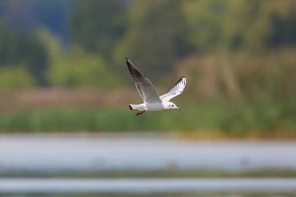 Pescăruș cu cap negru (larus ridibundus) care zboară deasupra apei — Fotografie, imagine de stoc