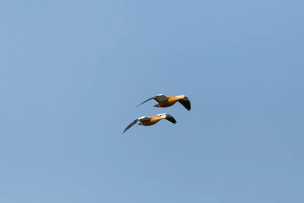 Deux canards roux (tadorna ferruginea) en vol, ciel bleu — Photo