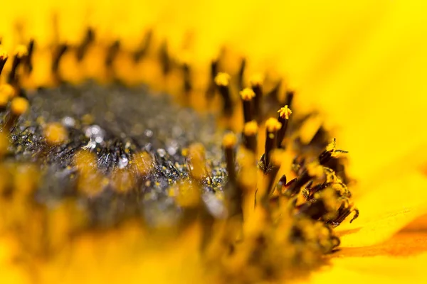 Close view of yellow sunflower bloom and pistils (helianthus ann — Stock Photo, Image