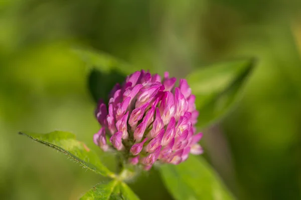 Makro czerwonego koniczyna kwitnienia (Trifolium pratense) — Zdjęcie stockowe