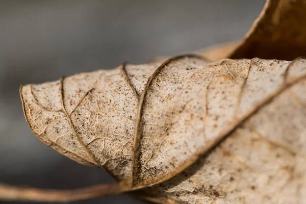 Macro av vissnade naturliga fallna löv — Stockfoto