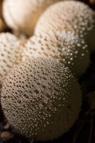 Macro groupe champignons bouffon naturel en plein soleil — Photo