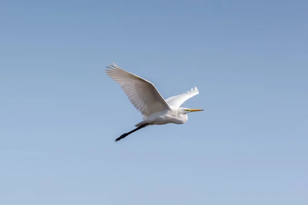 Gran vuelo de garza blanca (egretta alba), cielo azul, alas desplegadas — Foto de Stock