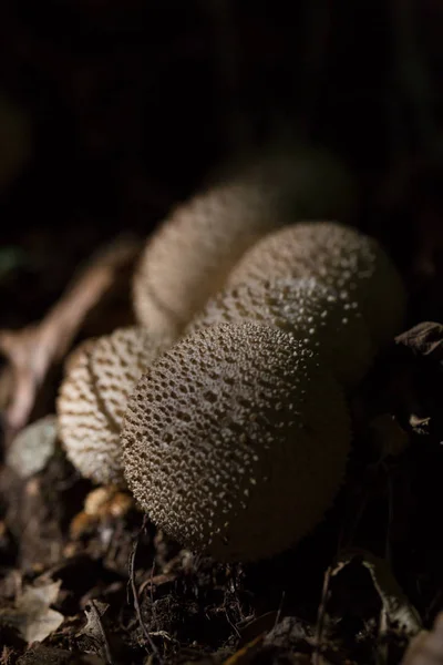 Champignons puffball naturels debout sur le sol de la forêt — Photo