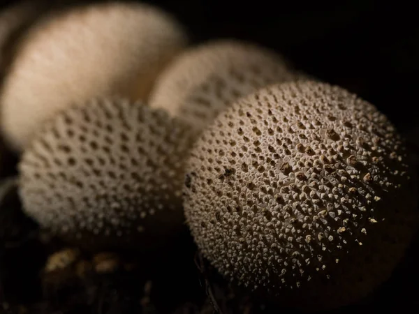 Plusieurs champignons bouffons naturels debout dans la lumière diffuse — Photo