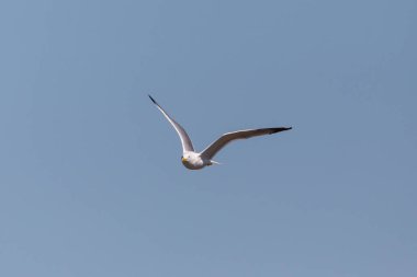 Sarı bacaklı martı (larus michahellis) havada, mavi gökyüzünde