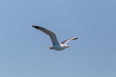uçan martı kuş (larus michahellis), mavi gökyüzünde, kanatları yaymak