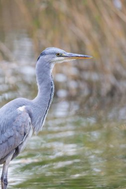 yakın görünüm gri ot kuşu (ardea cinerea) suda ayakta
