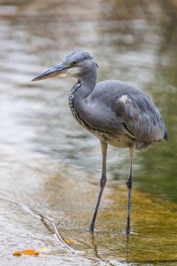 yakın görünüm gri ot kuşu (ardea cinerea) suda ayakta