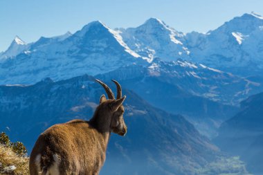 doğal kadın alp ibex oğlak Eiger, Monch bakarak