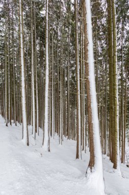 kar ile orman kışın birçok ağaç gövdeleri