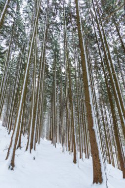ormanda karlı kış izi birçok ağaç gövdeleri 