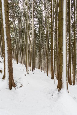 ormanda karlı patika izi birçok ağaç gövdeleri kış