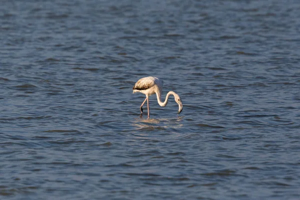 Großer Flamingo (phoenicopterus roseus) watet im Wasser auf Nahrungssuche — Stockfoto