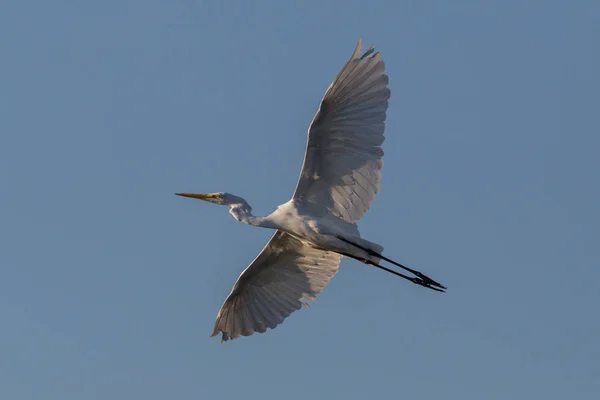 Retrato detallado gran garza blanca (egretta alba) volando — Foto de Stock