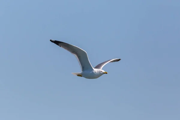 Ave gaviota voladora (larus michahellis), en el cielo azul, alas extendidas — Foto de Stock