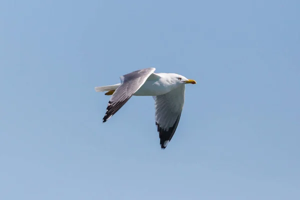 Портрет летающей чайки (larus michahellis), в голубом небе — стоковое фото