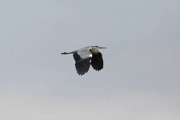 Gray heron bird (ardea cinerea) flying in gray sky — Stock Photo, Image