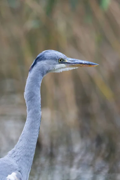 Retrato detalhado pássaro garça cinza (ardea cinerea) com cana — Fotografia de Stock