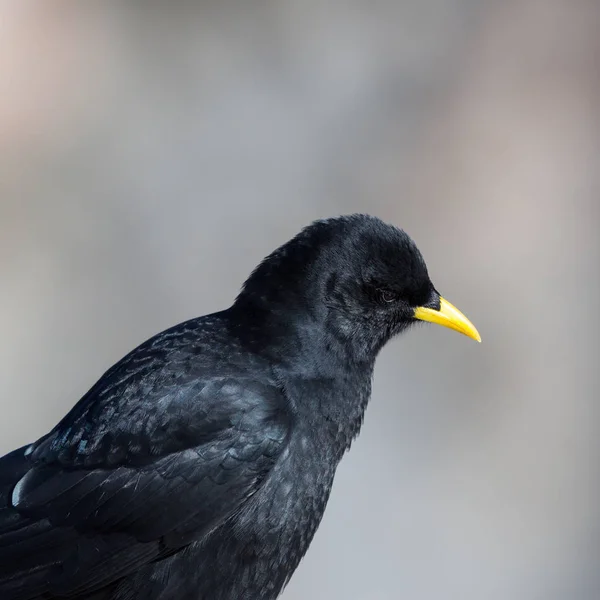 Close View Alpine kauw Bird (Pyrrhocorax graculus) — Stockfoto