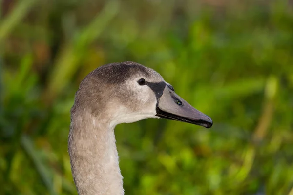 Retrato vista lateral del joven cisne mudo (cygnus olor) pájaro — Foto de Stock