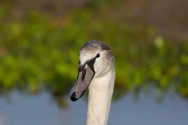 Ritratto dettagliato del giovane cigno muto (cygnus olor) uccello — Foto Stock