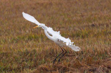 portre büyük beyaz egret (egretta alba) sazlık iniş