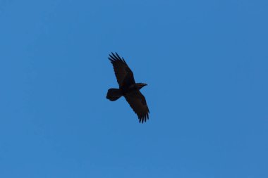 siluet siyah kuzey kuzgun (corvus corax) mavi uçan