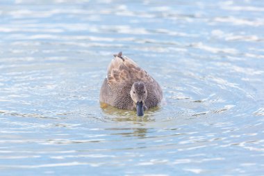 ön görünüm erkek gadwall ördek (anas strepera) yüzme im su
