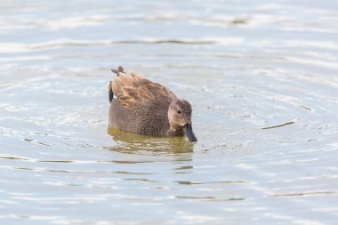 portre erkek gadwall ördek (anas strepera) suda yüzme
