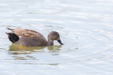 yan görünüm portre erkek gadwall ördek (anas strepera) yüzme