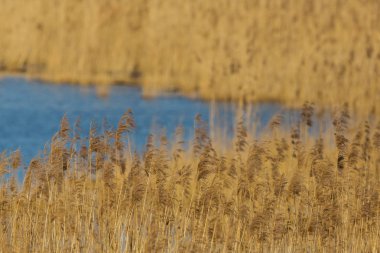 mavi su ile sazlık kemer panikler ve kulaklar
