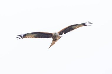 uçuş kırmızı uçurtma portre (milvus milvus)