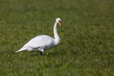 yeşil çayırayakta bir beyaz dilsiz kuğu (cygnus olor) kuş