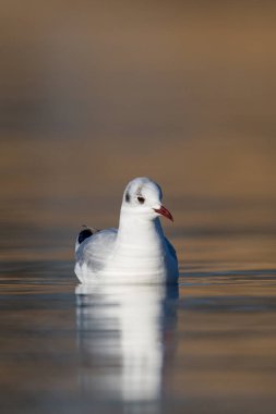 yüzme siyah başlı martı (larus ridibundus), pürüzsüz su