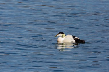 erkek eider ördek (somateria mollissima) mavi denizde yüzme