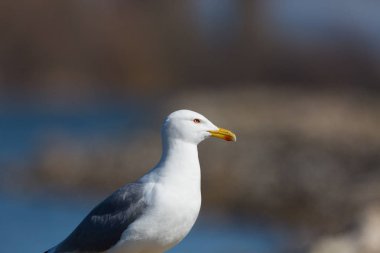 yan görünüm portre sarı bacaklı martı (larus michahellis)